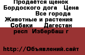 Продаётся щенок Бордоского дога › Цена ­ 37 000 - Все города Животные и растения » Собаки   . Дагестан респ.,Избербаш г.